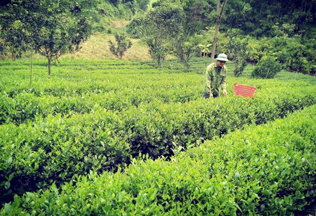 Sản xuất hữu cơ không chỉ nâng giá trị xuất khẩu, đáp ứng xu hướng tiêu dùng an toàn, mà còn mở ra lối đi bền vững để chè Việt vươn xa.