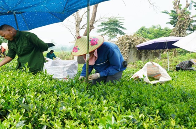 Sự phát triển kinh tế từ cây chè và du lịch sinh thái đã góp phần quan trọng vào công cuộc xây dựng nông thôn mới nâng cao ở xã Phú Thịnh.