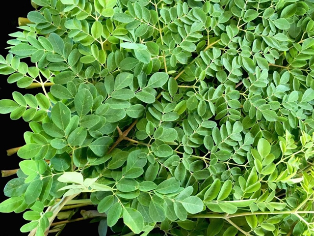  Kh&#225;m ph&#225; c&#244;ng dụng chống l&#227;o h&#243;a v&#224; bảo vệ sức khỏe từ tr&#224; ch&#249;m ng&#226;y - Ảnh 1