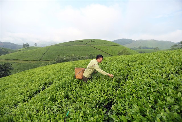 Xuất khẩu chè Phú Thọ: Chuẩn hóa vùng nguyên liệu để thâm nhập thị trường cao cấp - Ảnh 2