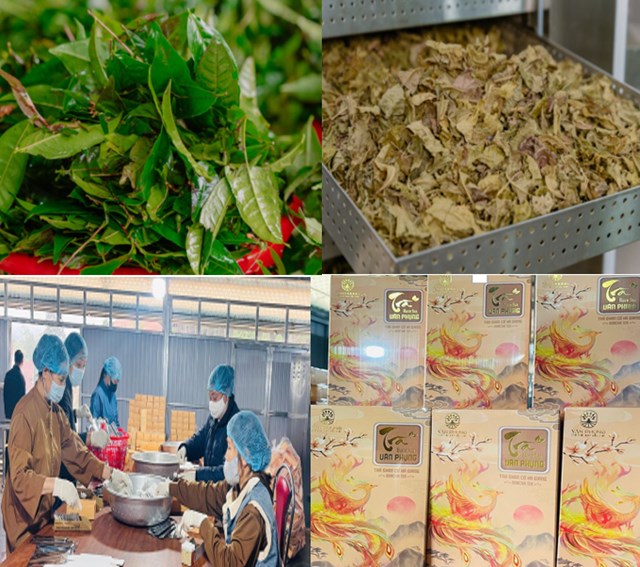 Việc khai thác lá chè già để sản xuất Bancha đã mở ra một hướng đi bền vững cho kinh tế tại Vị Xuyên.