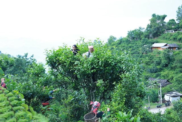 Xã Phình Hồ xác định cây chè Shan Tuyết là một trong những cây trồng chủ lực với kỳ vọng góp phần phát triển kinh tế địa phương, giúp người dân xóa đói, giảm nghèo.