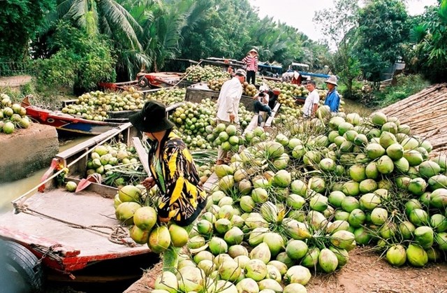 Dừa Việt Nam đ&#243;n cơ hội xuất khẩu sang Mỹ v&#224; Trung Quốc - Ảnh 2