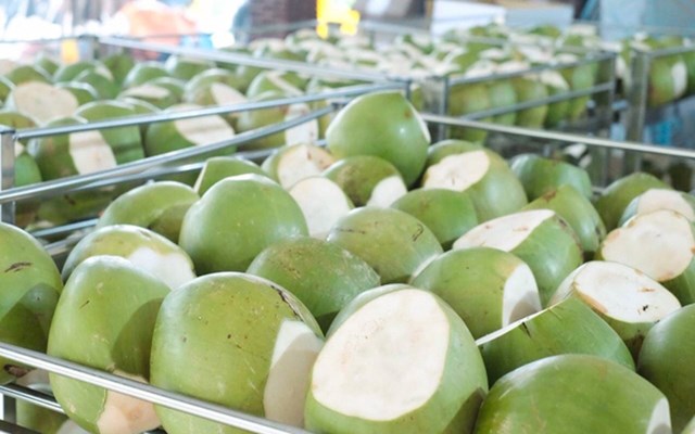 Dừa Việt Nam đ&#243;n cơ hội xuất khẩu sang Mỹ v&#224; Trung Quốc - Ảnh 1
