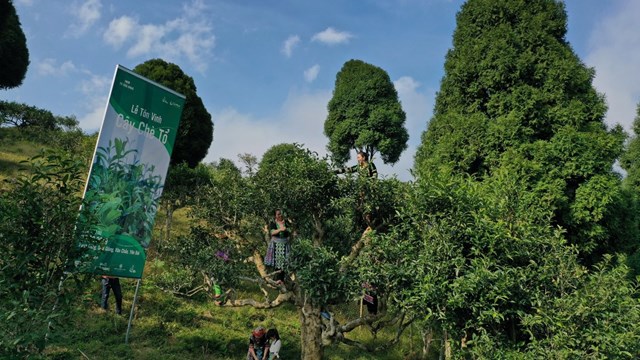 Thu hái chè Shan tuyết cổ thụ Suối Giàng.