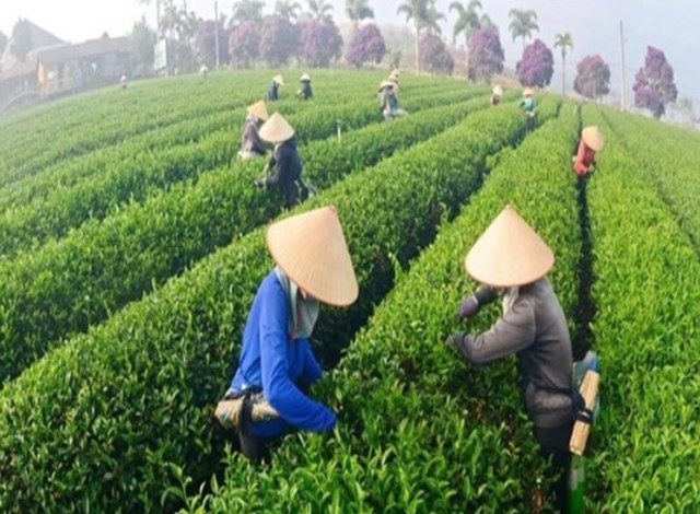 Chè Việt Nam đã có mặt tại hơn 70 quốc gia, giữ vững vị thế trong nhóm 10 nước xuất khẩu chè lớn nhất thế giới.