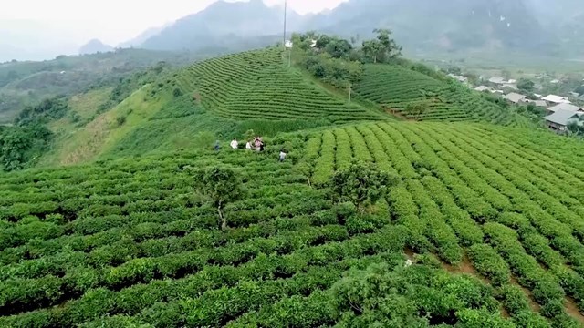 Vùng chè Tân Yên tìm lại vị thế nhờ mô hình gắn xưởng máy với nương đồi - Ảnh 1
