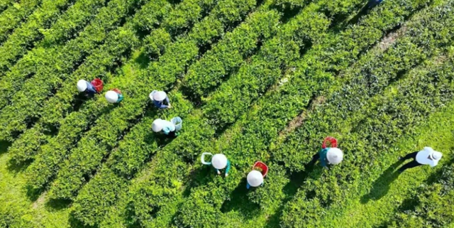 Thái Nguyên tăng tốc trước thềm Festival Trà Quốc tế 2026  - Ảnh 2