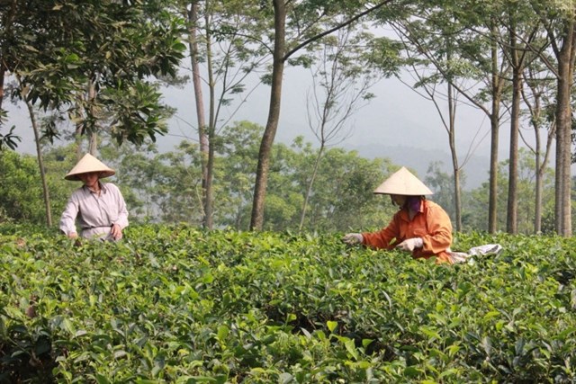 H&#224; Nội tập trung x&#226;y dựng v&#249;ng ch&#232; chất lượng cao, mang lại thu nhập cao cho người d&#226;n - Ảnh 1