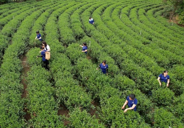 Từ châu Á đến châu Âu, nhu cầu tăng vọt đã thúc đẩy ngành trà toàn cầu phát triển theo hướng bền vững, công nghệ cao và đa dạng hóa sản phẩm.