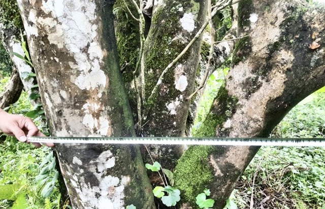 Những cây chè Shan Tuyết cổ thụ vài trăm năm tuổi thuộc khu vực núi Ten, xã Xuân Đài đang được lực lượng chức năng quản lý, bảo vệ.
