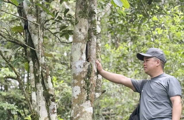 Những cây chè Shan Tuyết cổ thụ mốc meo, sừng sững trên núi rừng vùng cao bản Lài - xã Đức Nhàn.