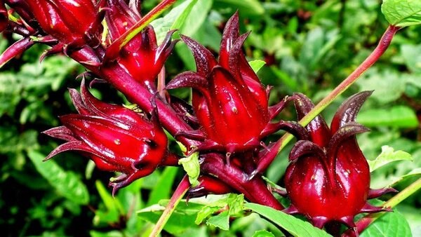Lo&agrave;i hoa Hibiscus nổi bật như một biểu tượng sống động của sự bền bỉ giữa kh&iacute; hậu khắc nghiệt (Ảnh minh họa)