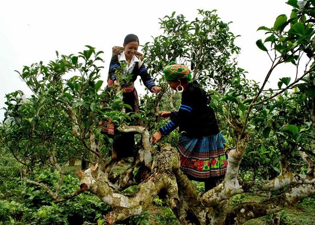 Đánh thức di sản chè Shan tuyết Lũng Cú  - Ảnh 1