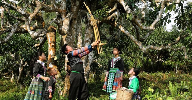 Festival Trà Shan tuyết 2026: Đòn bẩy kinh tế và du lịch cho vùng cao - Ảnh 1
