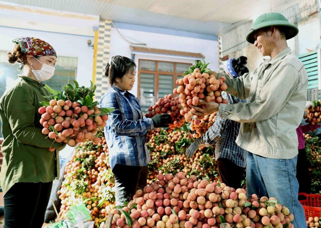 Năm 2025, sản lượng vải thiều dự kiến đạt 303.000 tấn, tăng 30%, với Bắc Giang và Hải Dương là hai vùng sản xuất chính.