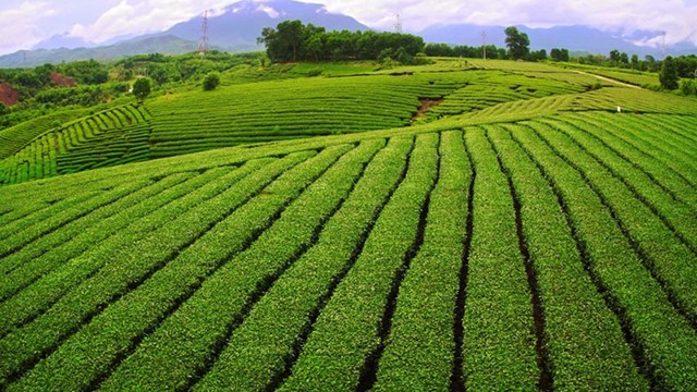 V&#249;ng ch&#232; Bắc Trung bộ trước ng&#227; rẽ chuyển đổi: T&#225;i cơ cấu giống để khai mở tiềm năng tỷ đ&#244; - Ảnh 1