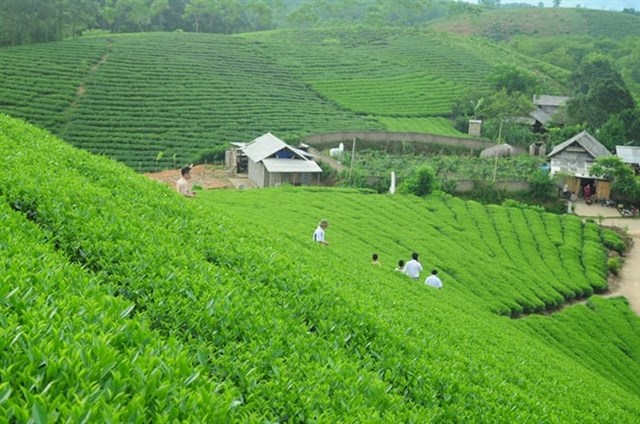 Ph&#250; Thọ khẳng định vị thế &quot;thủ phủ ch&#232;&quot; mới - Ảnh 1