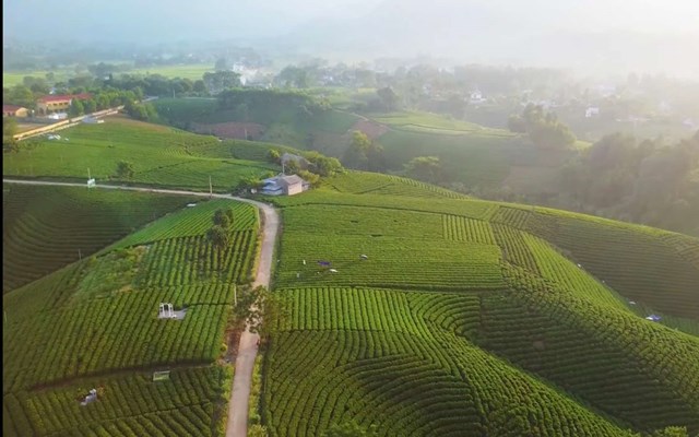 Với hơn 123.000 ha chè, Việt Nam có cơ hội biến quốc ẩm thành sản phẩm toàn cầu nhờ chuyển đổi số, liên kết doanh nghiệp và tư duy mới.