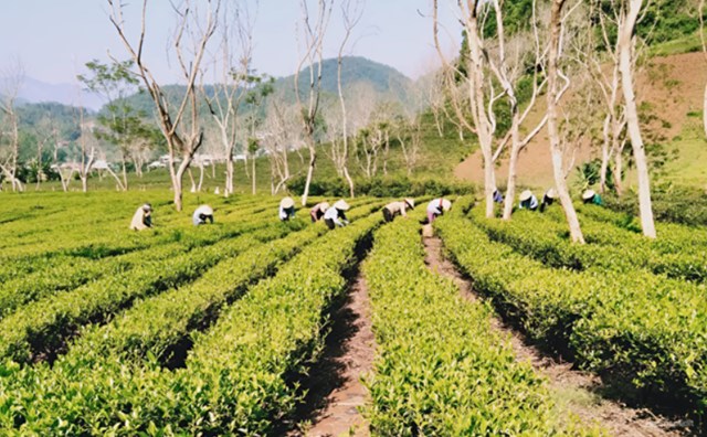 Tỉnh Điện Biên phát huy tiềm năng từ cây chè Shan tuyết, biến đặc sản vùng cao thành động lực kinh tế, tạo sinh kế bền vững và giúp nhiều hộ dân vươn lên thoát nghèo.