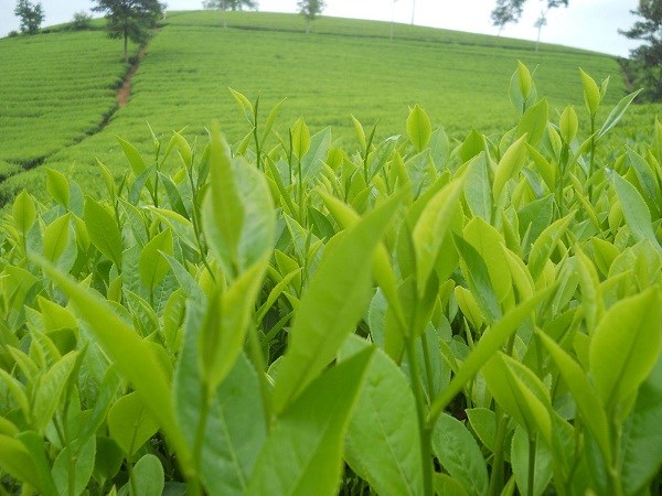 Ph&#250; Thọ khẳng định vị thế &quot;thủ phủ ch&#232;&quot; mới - Ảnh 2