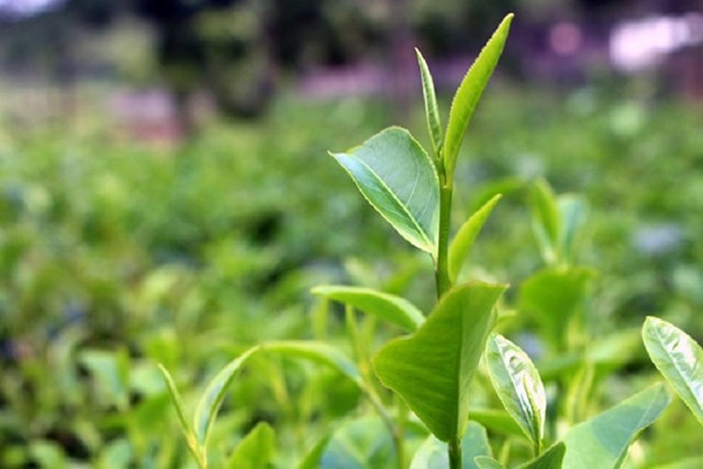 Ch&#232; trung du cổ T&#226;n Cương: H&#224;nh tr&#236;nh g&#236;n giữ &quot;linh hồn&quot; của đệ nhất danh tr&#224; Th&#225;i Nguy&#234;n - Ảnh 1