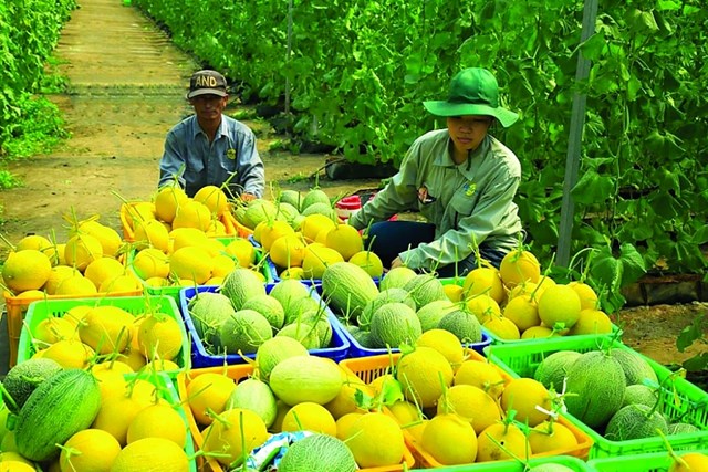 N&ocirc;ng sản Việt trước th&aacute;ch thức hội nhập: L&agrave;m sao để giữ vững thương hiệu? &nbsp;