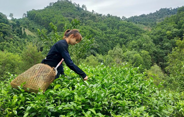 Các xã phía Đông của huyện có khí hậu phù hợp cho cây chè Shan tuyết phát triển.