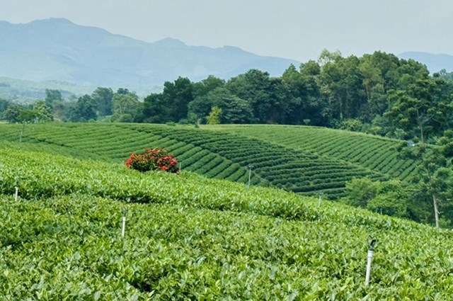 Cây chè không chỉ giúp người dân huyện Đại Từ thoát nghèo mà còn giúp họ vươn lên làm giàu.