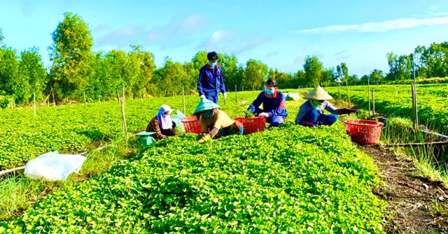 &ldquo;Vua rau m&aacute; Việt&rdquo; loại c&acirc;y b&igrave;nh d&acirc;n m&agrave; gi&agrave;u dinh dưỡng. &nbsp;