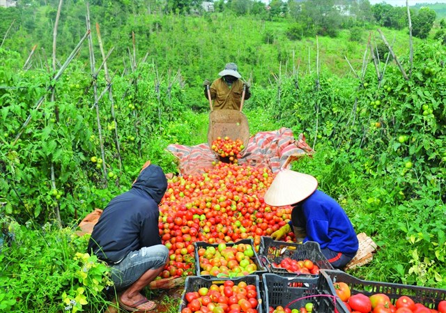 Gia tăng gi&aacute; trị chuỗi cung ứng h&agrave;ng n&ocirc;ng sản. &nbsp;