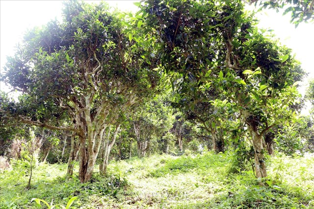 Shan Tuyết và chè hoa vàng: Bản sắc riêng của vùng chè phía Bắc Thái Nguyên - Ảnh 1