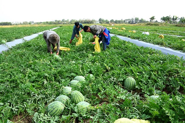 Li&#234;n kết sản xuất – ti&#234;u thụ để n&#244;ng sản kh&#244;ng &#39;được m&#249;a mất gi&#225;&#39; - Ảnh 1