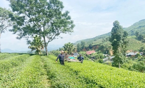 Phú Thọ sở hữu 14,5 nghìn ha chè, sản lượng 183 nghìn tấn, giữ vị trí top đầu cả nước về phát triển cây chè.