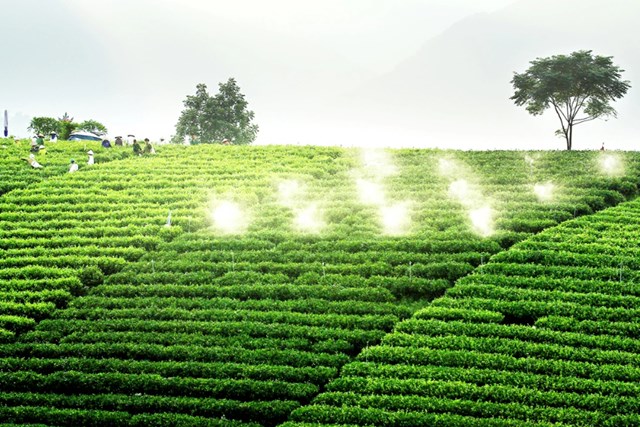 EVFTA không chỉ mở ra ưu đãi thuế quan mà còn trao cho chè Việt cơ hội khẳng định chất lượng, xây dựng thương hiệu và lan tỏa giá trị văn hóa. Ảnh minh họa