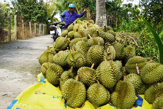 Xuất khẩu sầu riêng đã trở lại quỹ đạo tăng mạnh.