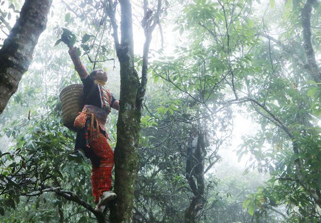 Chè Shan cổ thụ không chỉ gắn với niềm tự hào văn hóa mà còn vươn lên thành cây kinh tế mũi nhọn của tỉnh Lai Châu.