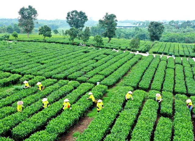 Với yêu cầu nông sản sạch và thân thiện môi trường, đấu tranh sinh học trở thành “chiếc khiên xanh” cho đồi chè Việt.