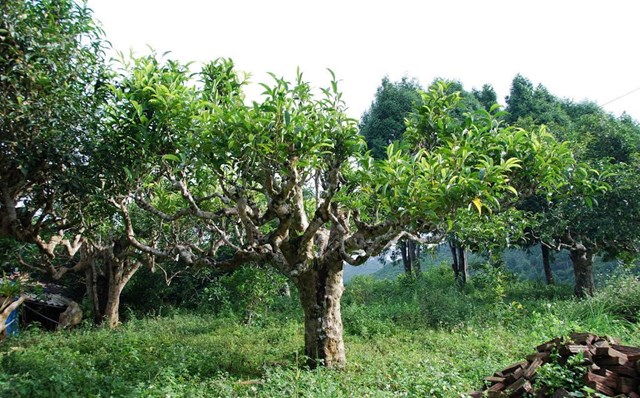 Nông nghiệp tuần hoàn từ rừng chè Shan tuyết Hồ Thầu - Ảnh 2