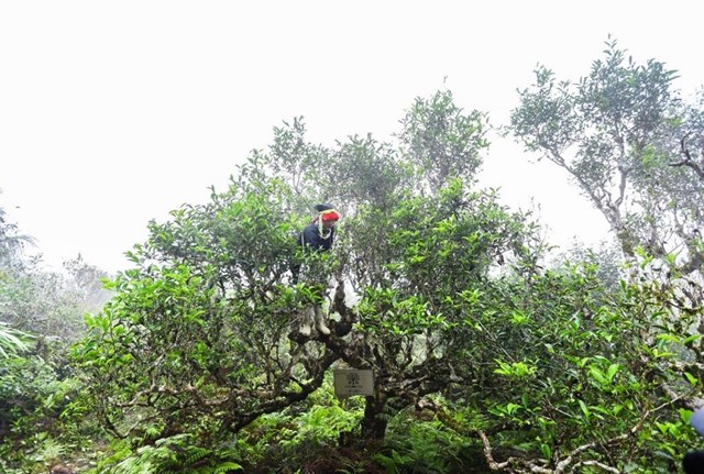 C&acirc;y ch&egrave; Shan tuyết cổ thụ kh&ocirc;ng giống với những loại ch&egrave; th&ocirc;ng thường. Ch&uacute;ng l&agrave; những c&acirc;y ch&egrave; gỗ lớn, c&oacute; tuổi đời h&agrave;ng trăm năm, với th&acirc;n c&acirc;y to lớn, phủ đầy r&ecirc;u phong v&agrave; t&aacute;n l&aacute; xum xu&ecirc;.