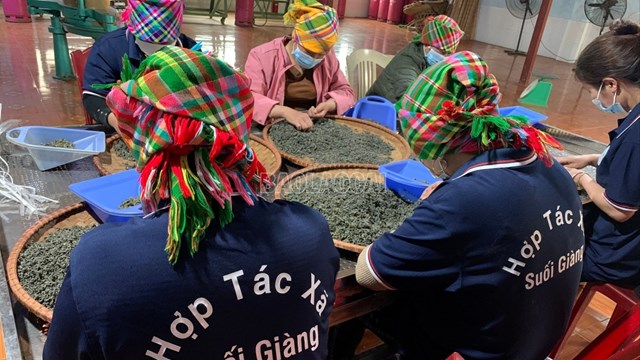 Hợp tác xã Suối Giàng là đơn vị tiên phong trong xây dựng chè Shan tuyết thành sản phẩm OCOP.