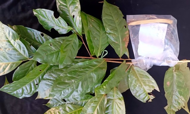 Giống ch&#232; Shan tuyết cổ thụ qu&#253; hiếm được t&#236;m thấy tại thượng nguồn s&#244;ng Hương - Ảnh 1