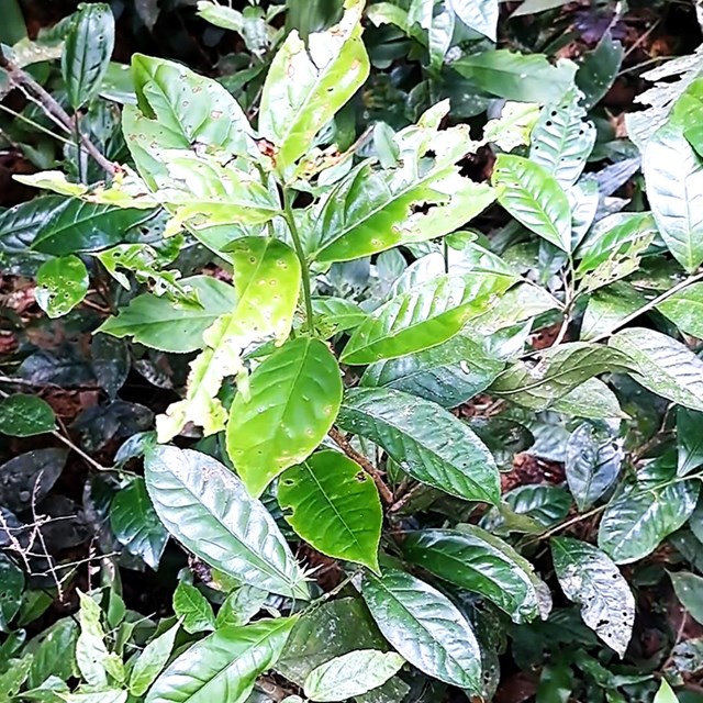 Giống ch&#232; Shan tuyết cổ thụ qu&#253; hiếm được t&#236;m thấy tại thượng nguồn s&#244;ng Hương - Ảnh 3