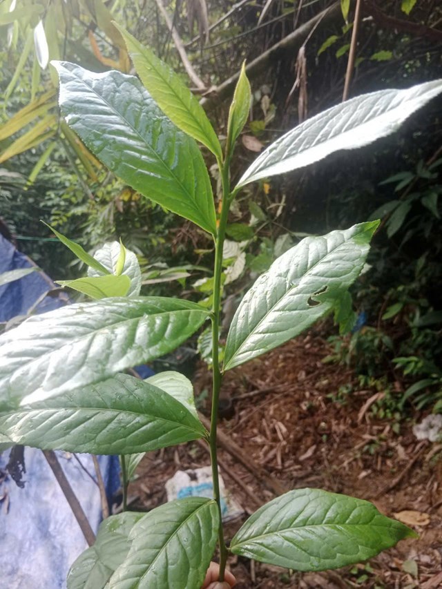 Giống ch&#232; Shan tuyết cổ thụ qu&#253; hiếm được t&#236;m thấy tại thượng nguồn s&#244;ng Hương - Ảnh 2