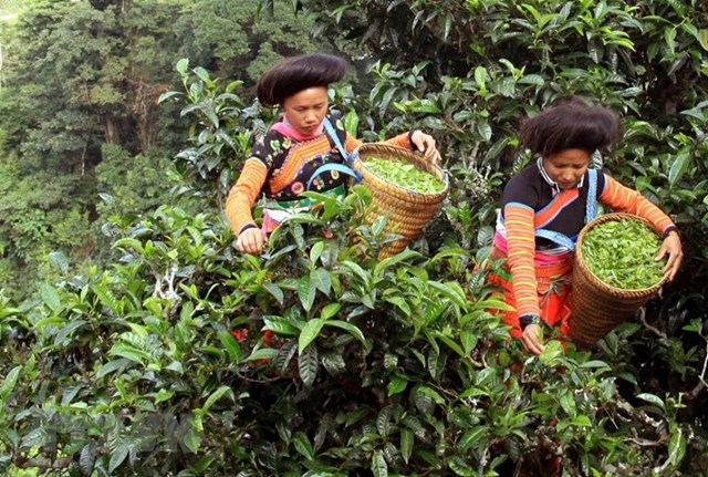 Một trong những điểm mạnh nổi bật của chè Việt Nam là truyền thống canh tác lâu đời gắn liền với nhiều vùng nguyên liệu đặc sắc.