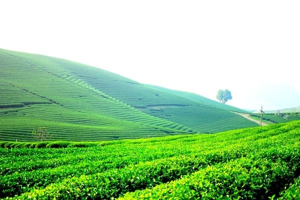 Trong bảy th&aacute;ng đầu năm 2025, Việt Nam đ&atilde; xuất khẩu hơn 71 ngh&igrave;n tấn ch&egrave;, mang về gi&aacute; trị gần 121 triệu USD.