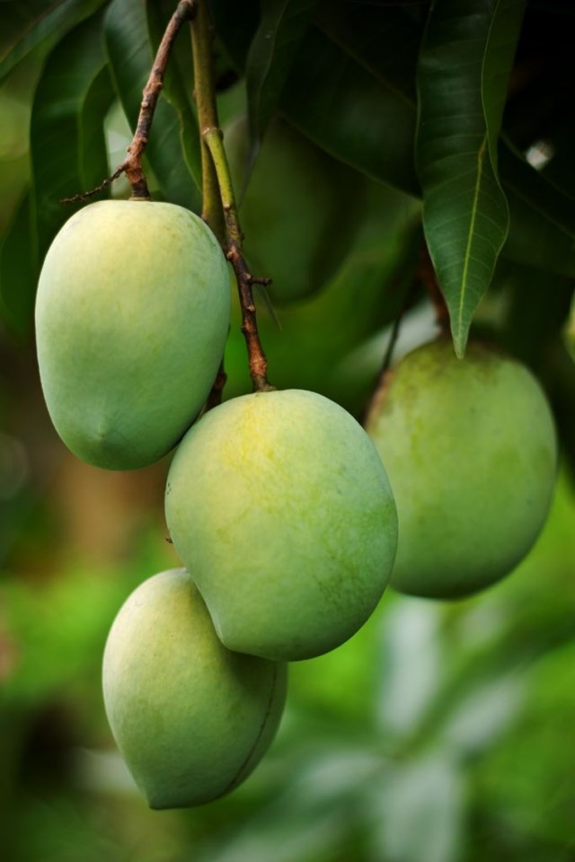 Bắp non, xo&#224;i, dứa: Lợi thế mới của n&#244;ng sản Việt nhờ dấu ch&#226;n carbon thấp - Ảnh 2