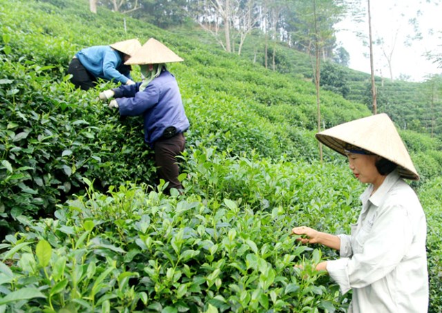 Trong tháng 8/2025, giá chè xuất khẩu bình quân của Việt Nam đạt 1.867 USD/tấn, tăng 5,9% so với tháng 7/2025. Ảnh minh họa