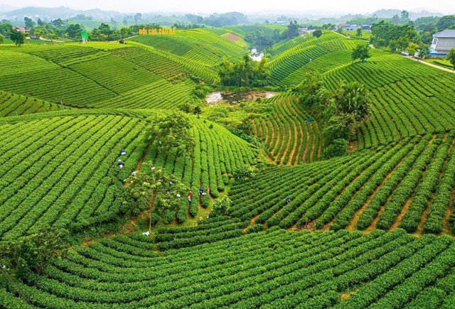 La Bằng trước thềm Festival Trà Quốc tế 2026 - Ảnh 1