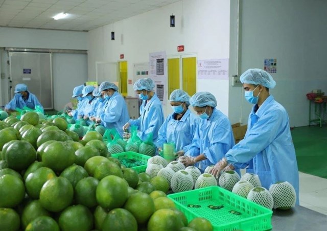 Xuất khẩu n&#244;ng sản: Cơ hội v&#224; th&#225;ch thức trong hội nhập to&#224;n cầu - Ảnh 1